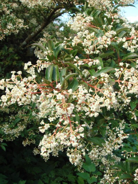 Viburnum x hillierii 'Winton' fleur